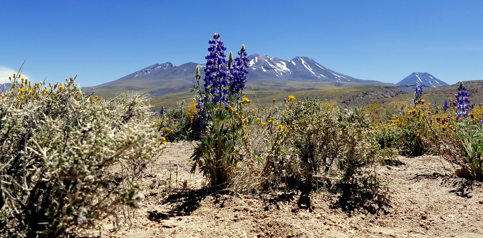 Blumen und Berge