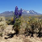 Blumen und Berge