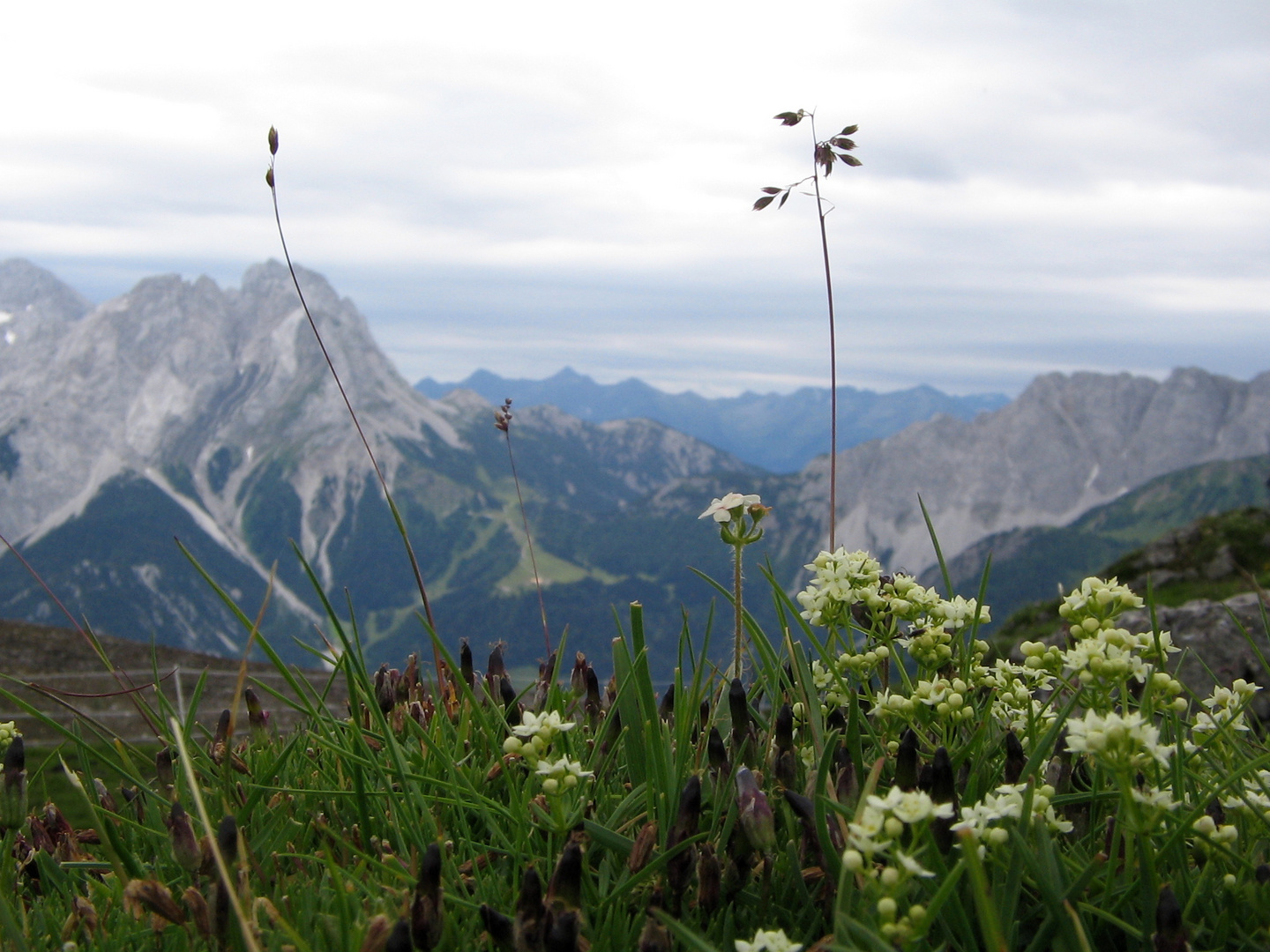 Blumen und Bergwelt