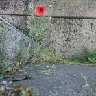 Blumen und beton