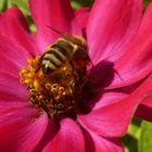Blumen und Biene