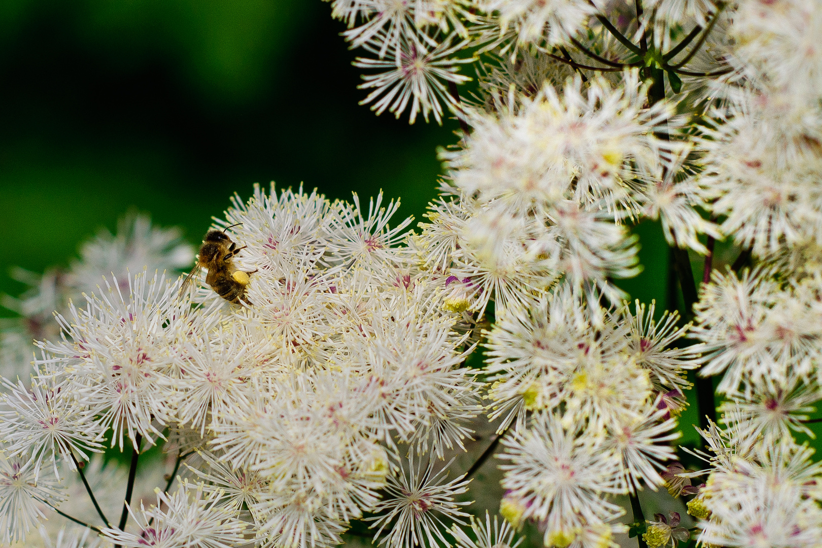 Blumen und Bienen