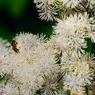 Blumen und Bienen