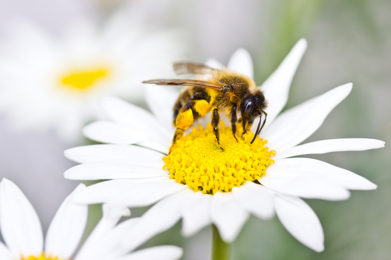 Blumen und Bienen