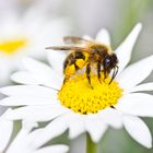 Blumen und Bienen