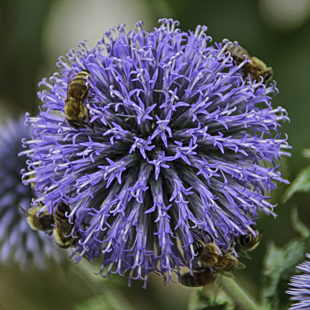 Blumen und Bienen