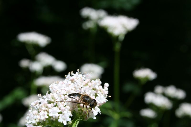 Blumen und Bienen... oder so...