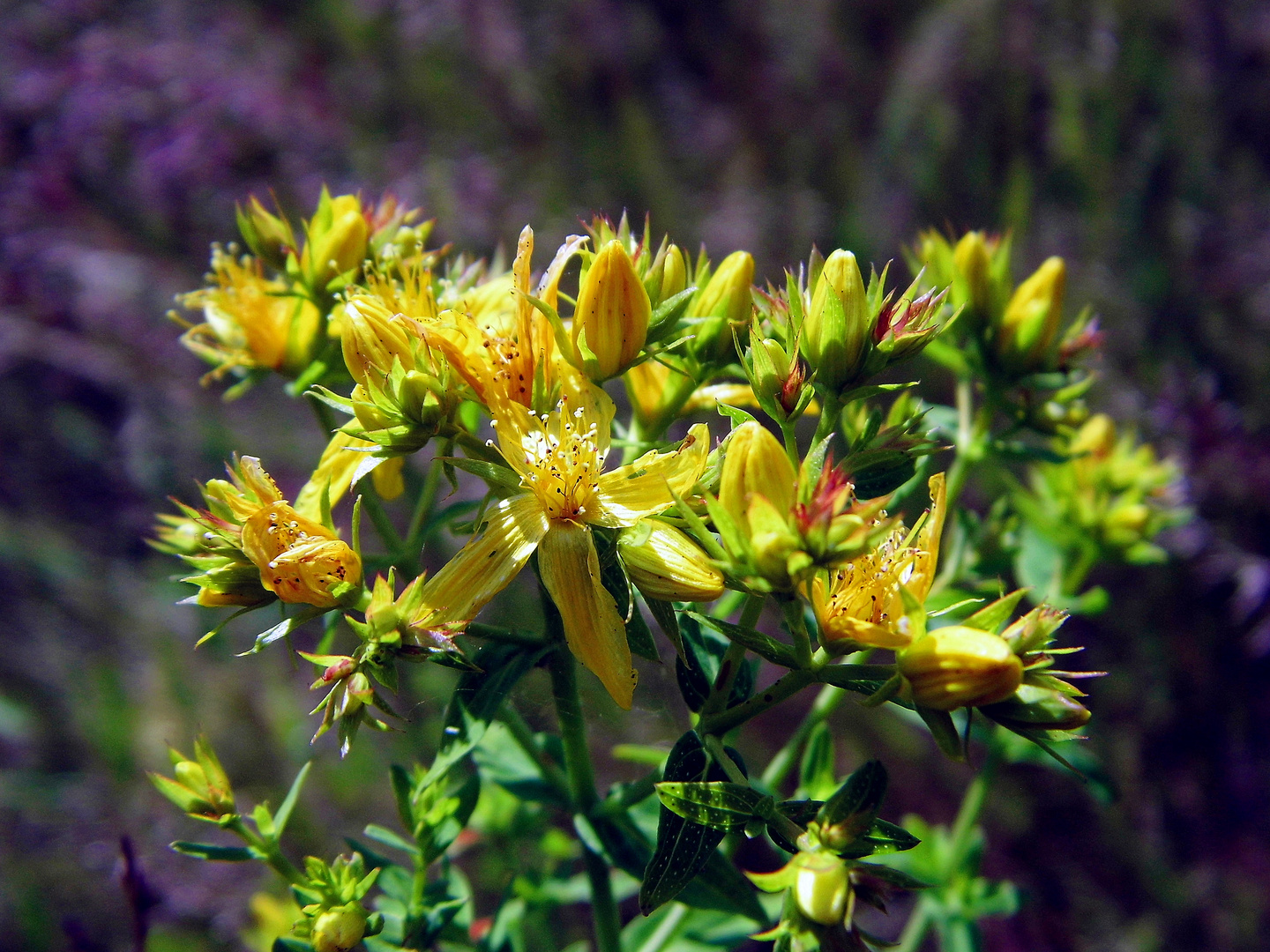 Blumen und Blüten