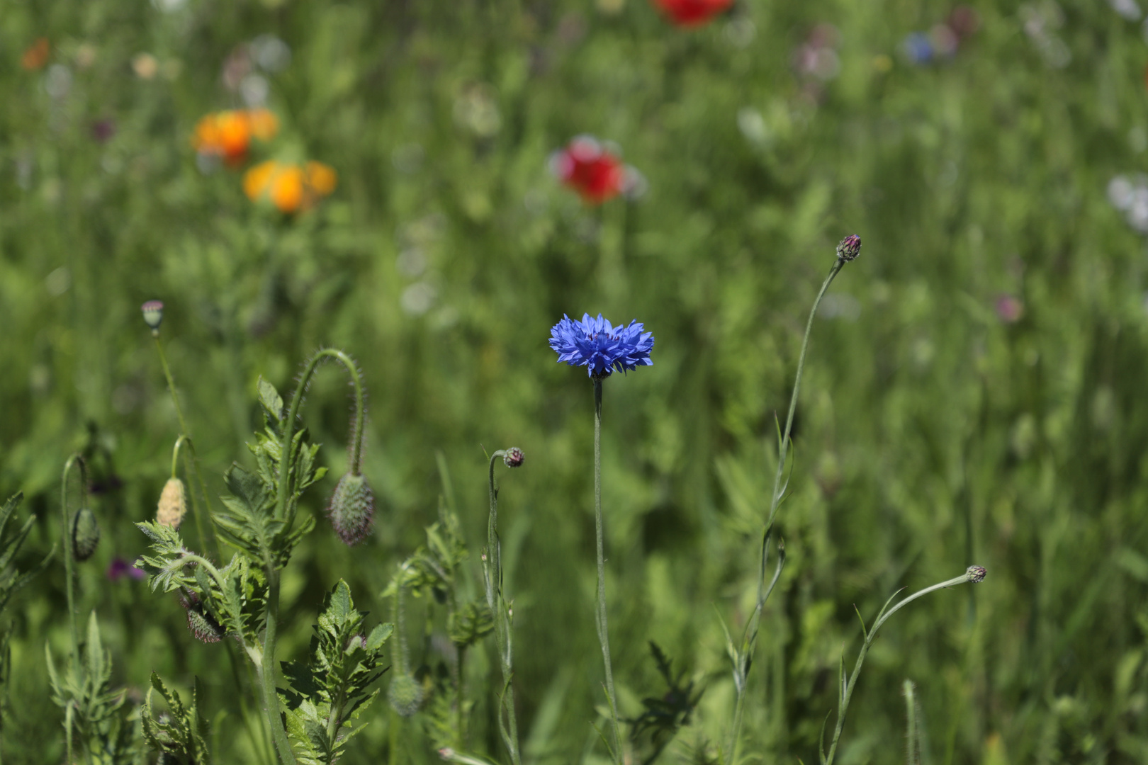 +++Blumen und Blüten+++