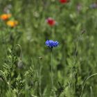 +++Blumen und Blüten+++