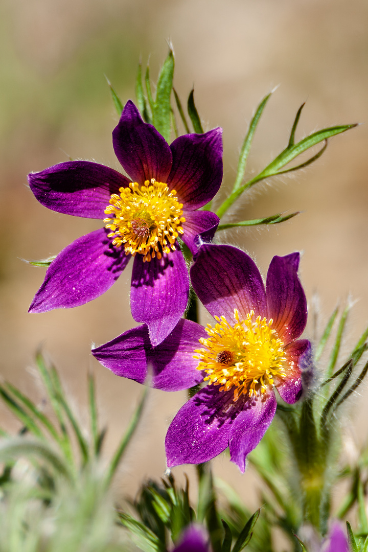 Blumen und Blüten