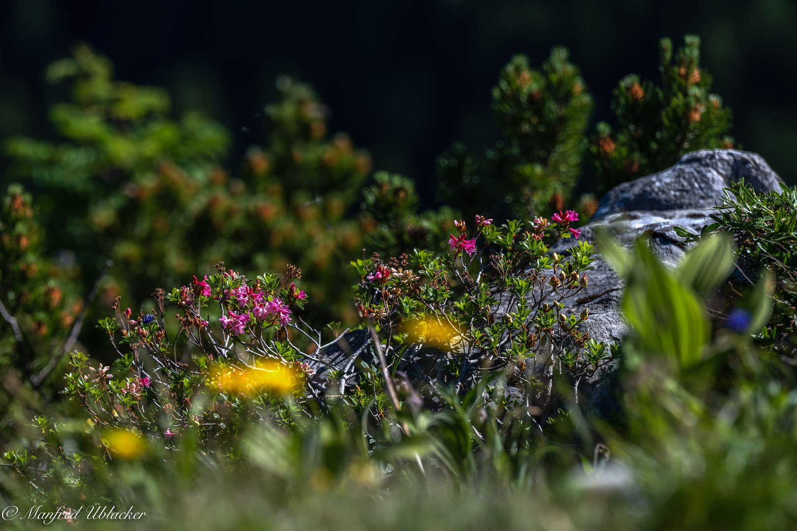 Blumen und Blüten am Hochkar ...