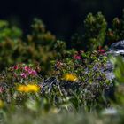 Blumen und Blüten am Hochkar ...