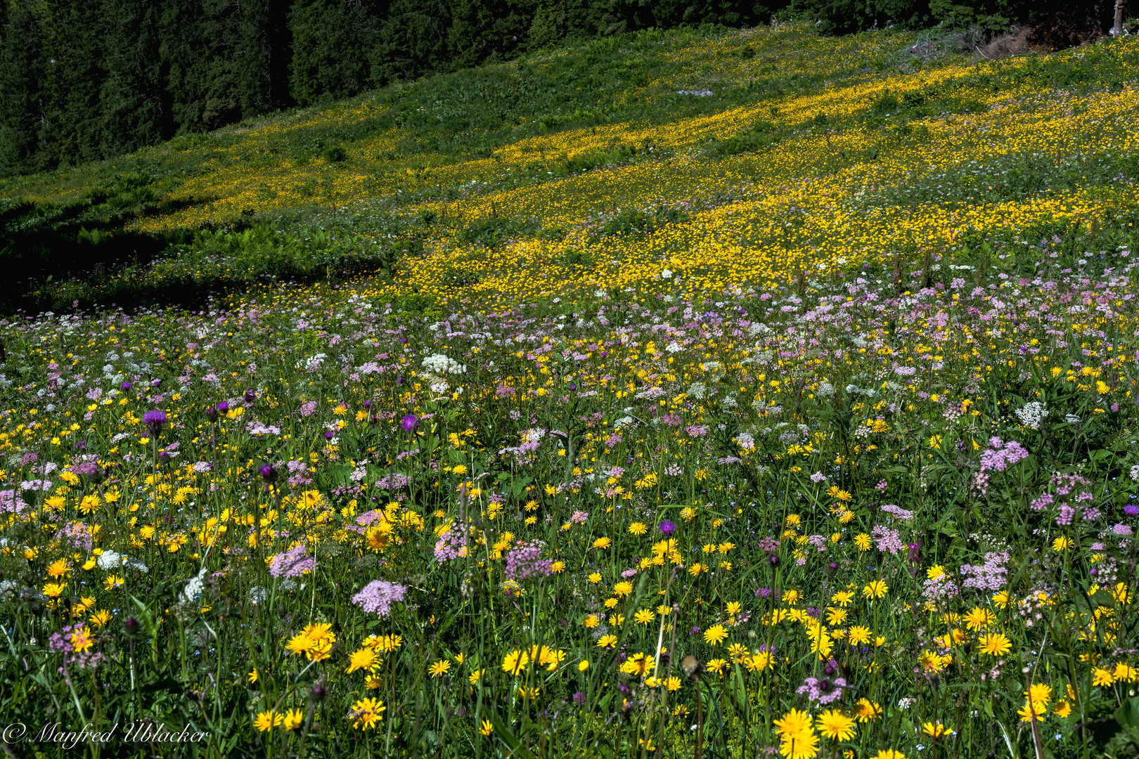 Blumen und Blüten am Hochkar ...