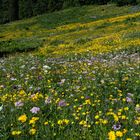 Blumen und Blüten am Hochkar ...