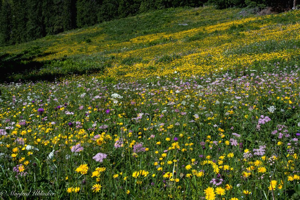 Blumen und Blüten am Hochkar ...