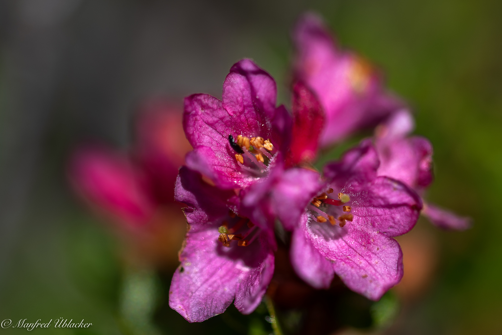 Blumen und Blüten am Hochkar ...