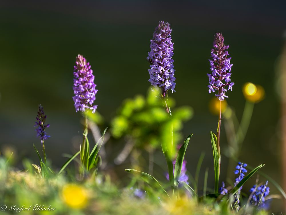 Blumen und Blüten am Hochkar ...