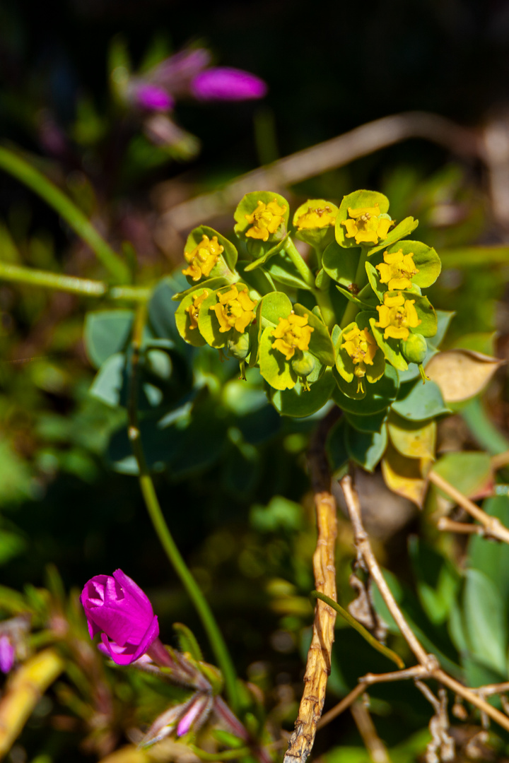 Blumen und Blüten