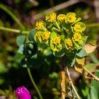 Blumen und Blüten