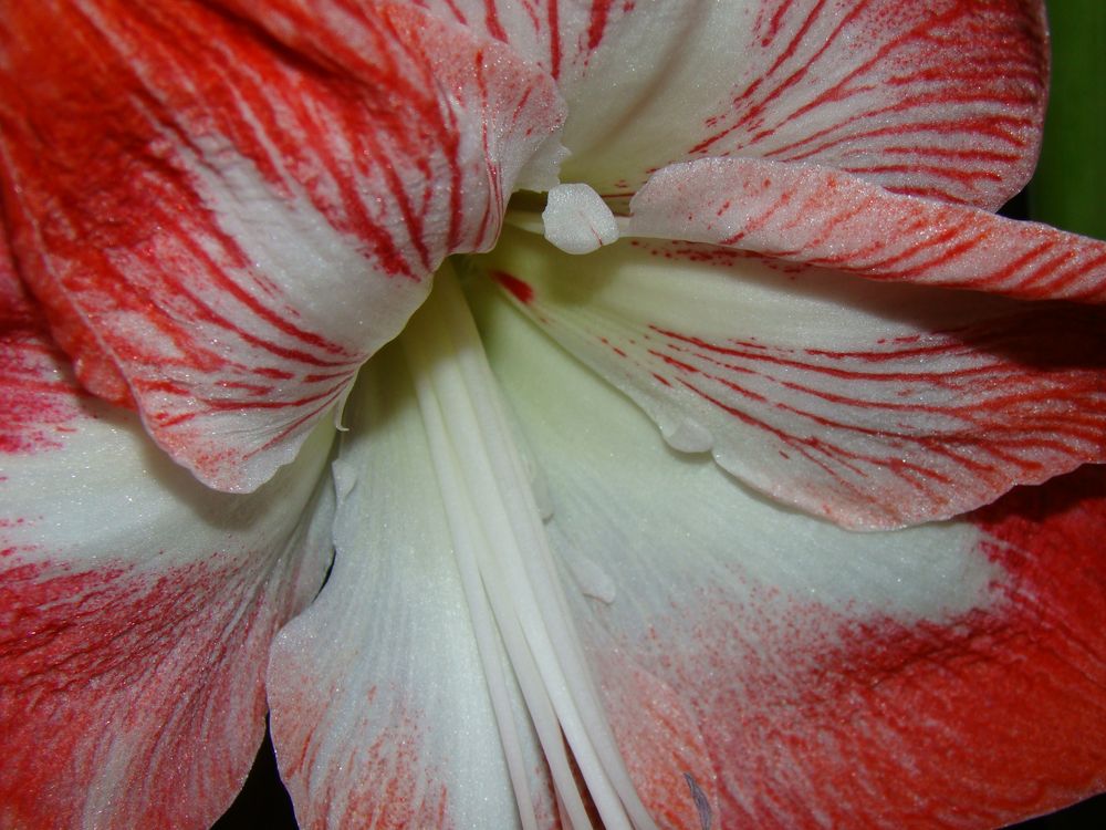 Blumen und blüten erheitern das gemüt und geben uns viel von Lucia H 