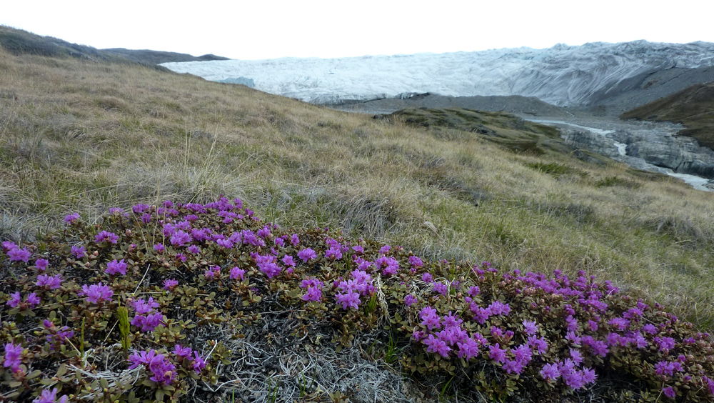 blumen und eis