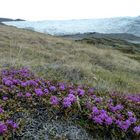 blumen und eis