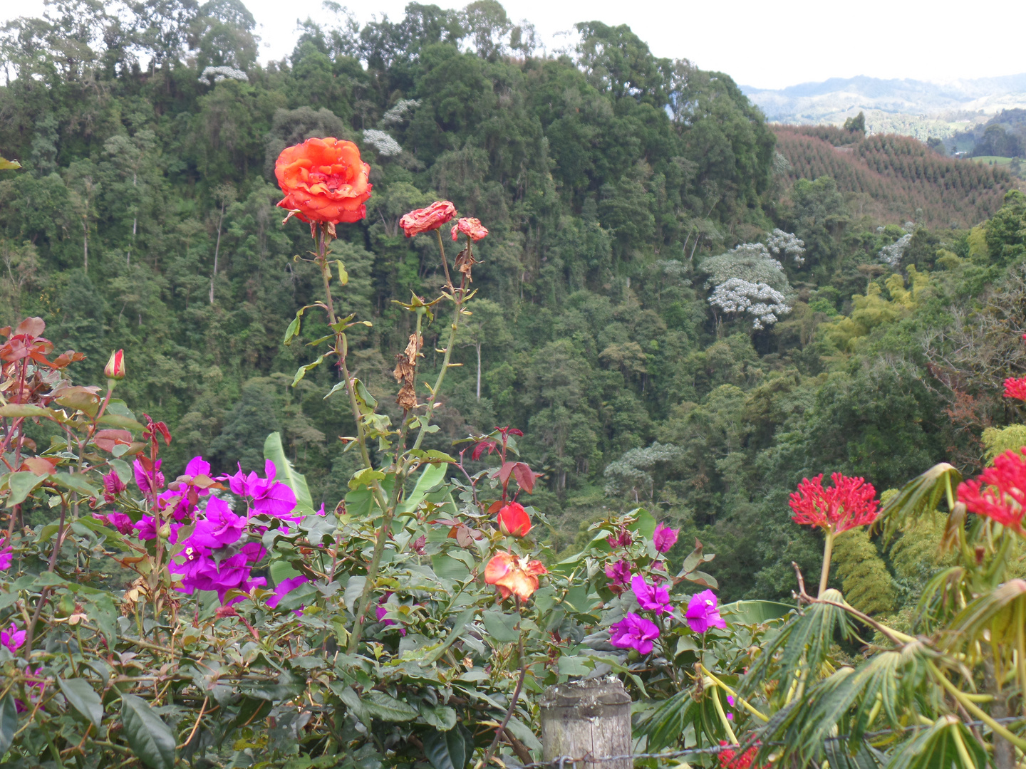 Blumen und etwas noch