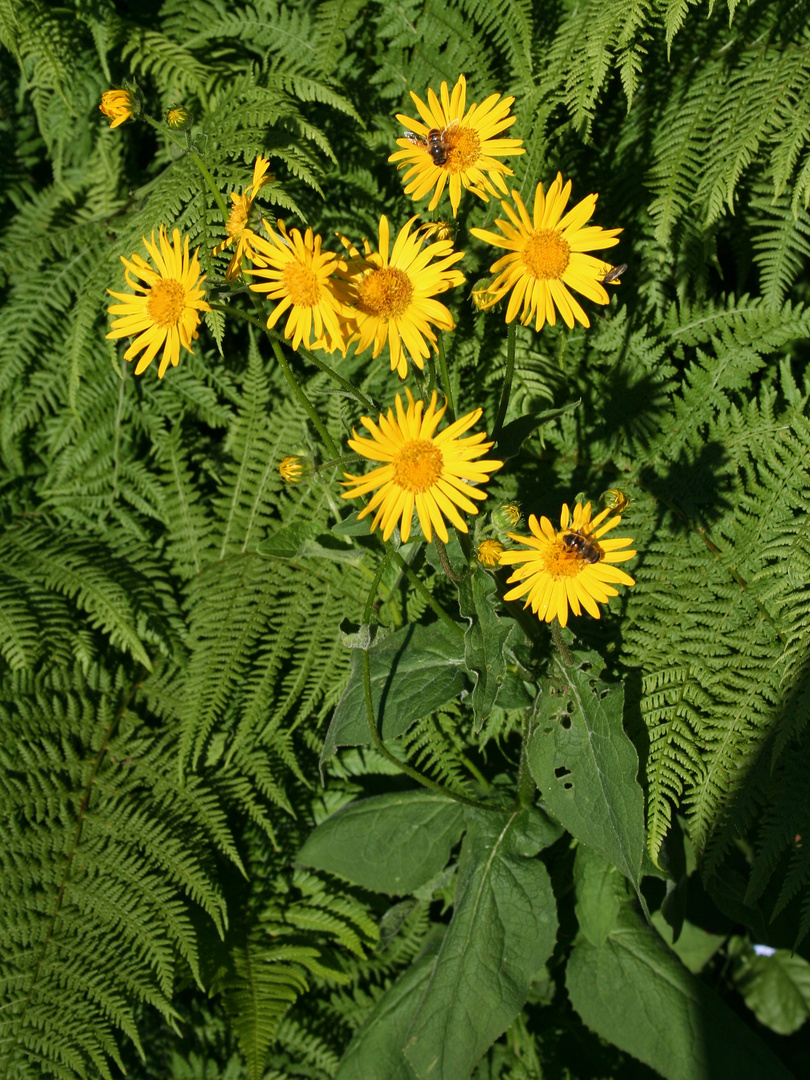 Blumen und Farn (IMG_5873_ji)