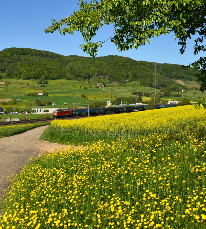 Blumen und Feld Gelb