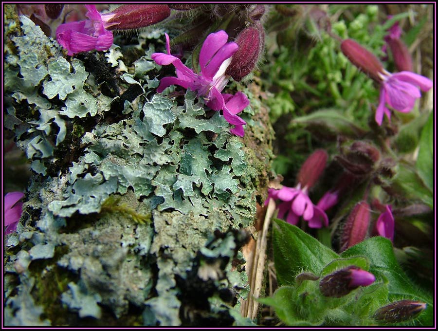 Blumen und Flechten