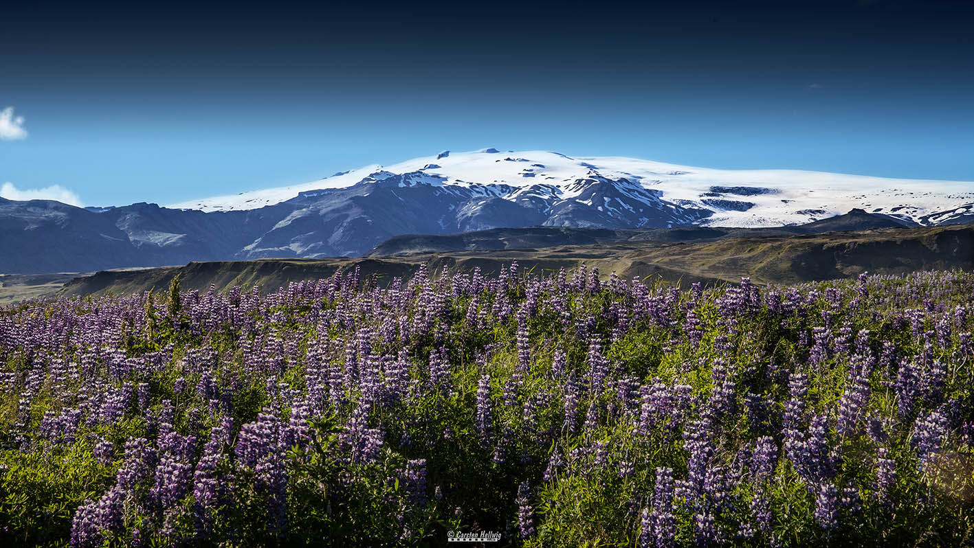 Blumen und Gletscher