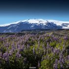 Blumen und Gletscher