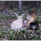 Blumen und Hasen