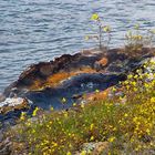 Blumen und heißes Wasser