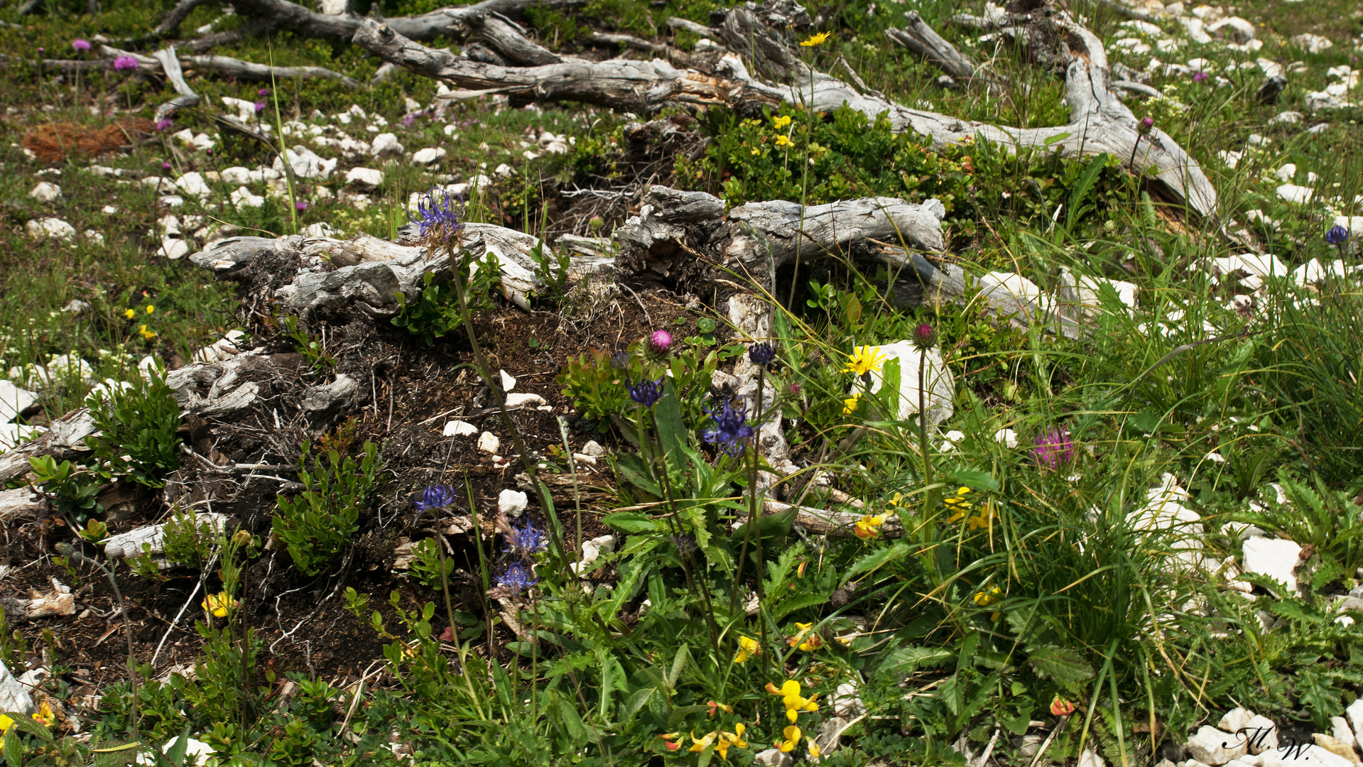 Blumen und Holz