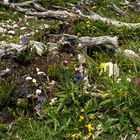 Blumen und Holz