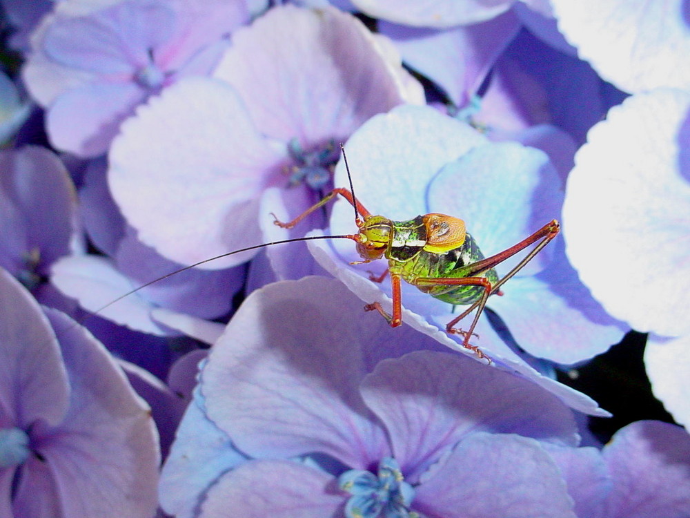 Blumen und Insekten auf der Fensterbank