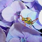 Blumen und Insekten auf der Fensterbank