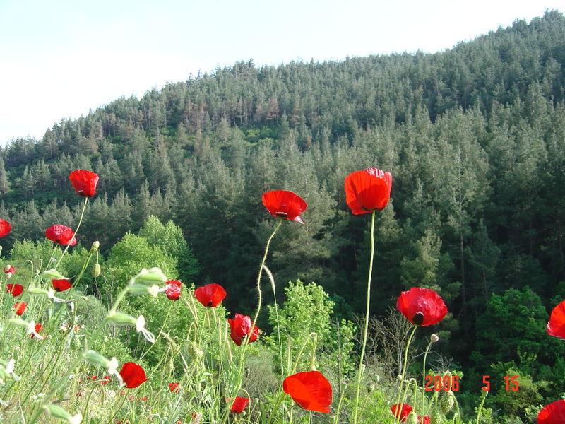 blumen und landschaft