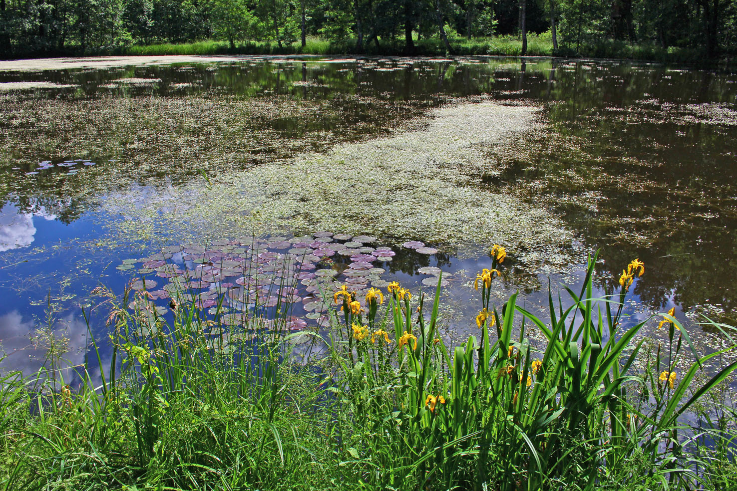 Blumen  und Libellen am Merzteich