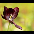 Blumen und Licht am Morgen vertreiben Kummer und Sorgen!