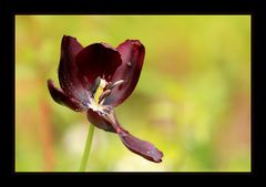 Blumen und Licht am Morgen vertreiben Kummer und Sorgen!