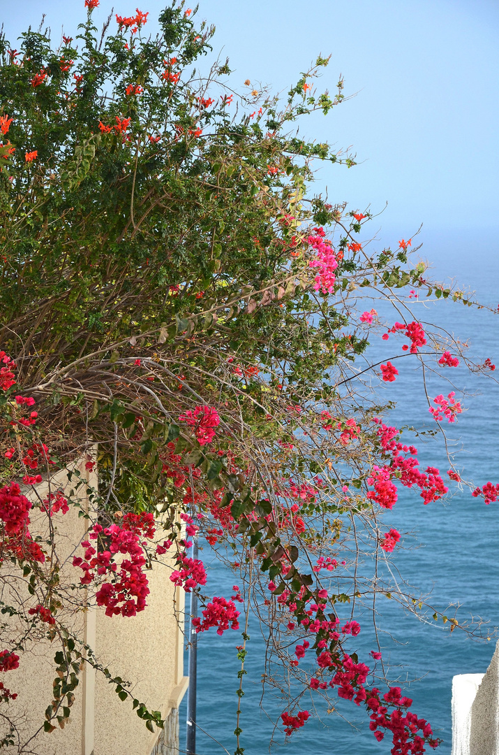 Blumen und Meer