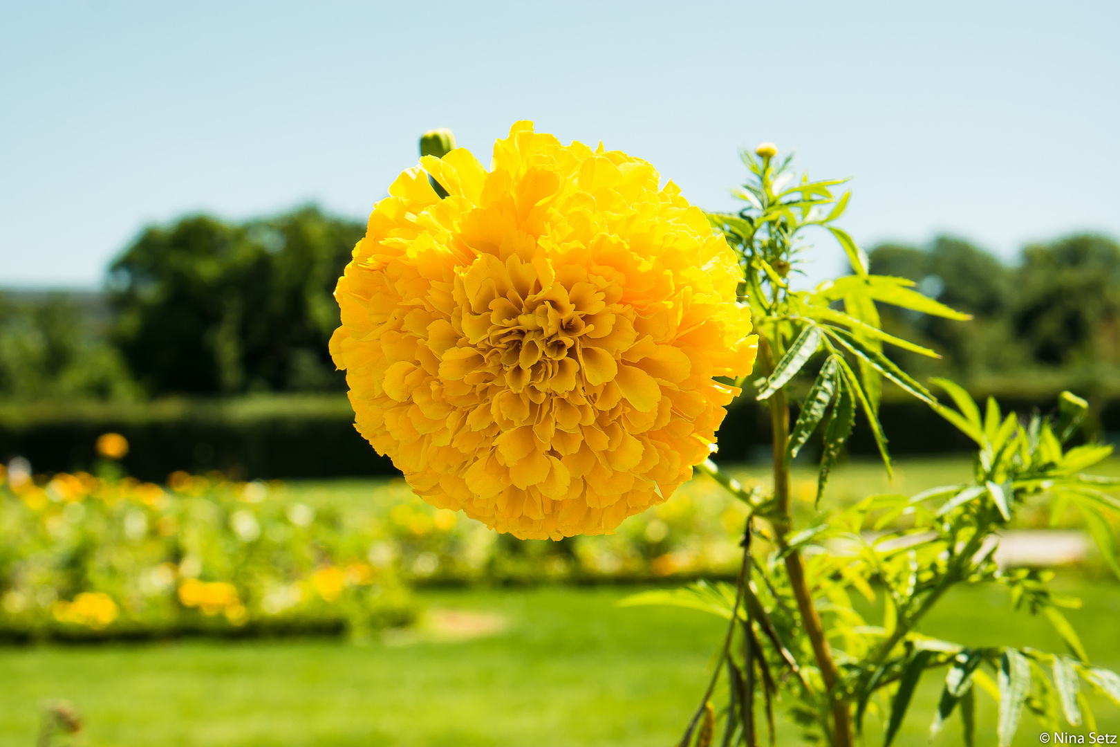 Blumen und Natur