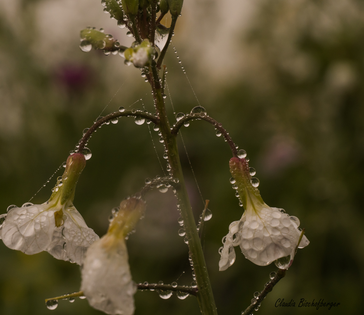 blumen und perlen