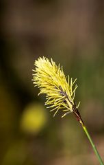 Blumen und Pflanzen im Wald