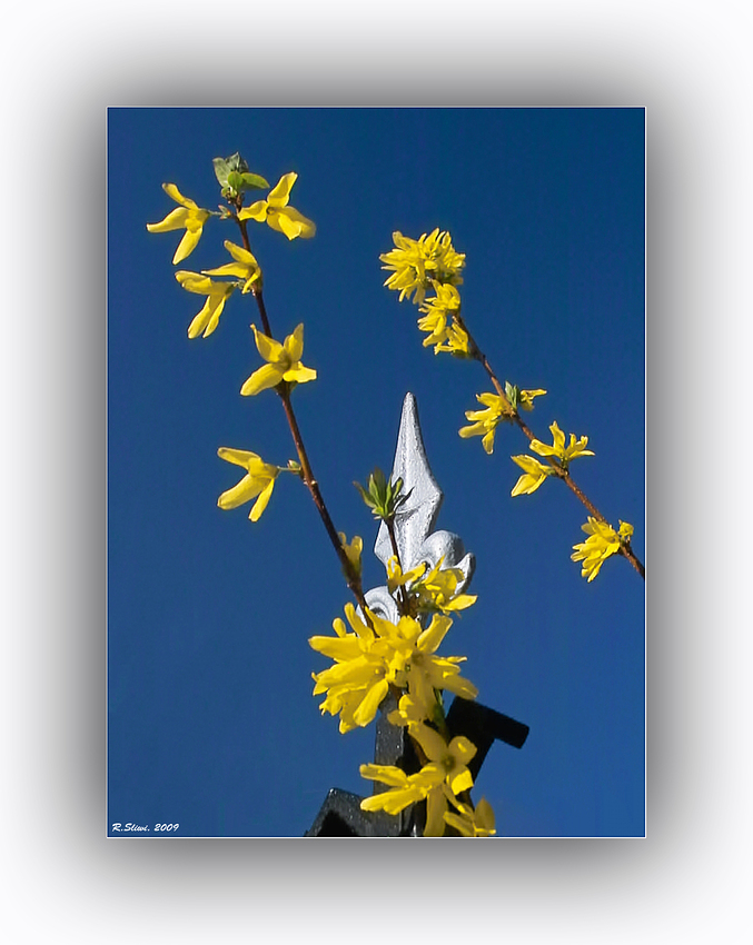 Blumen und Stahl