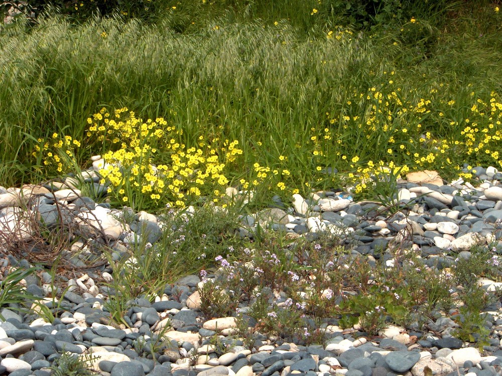 Blumen und Steine [BF]