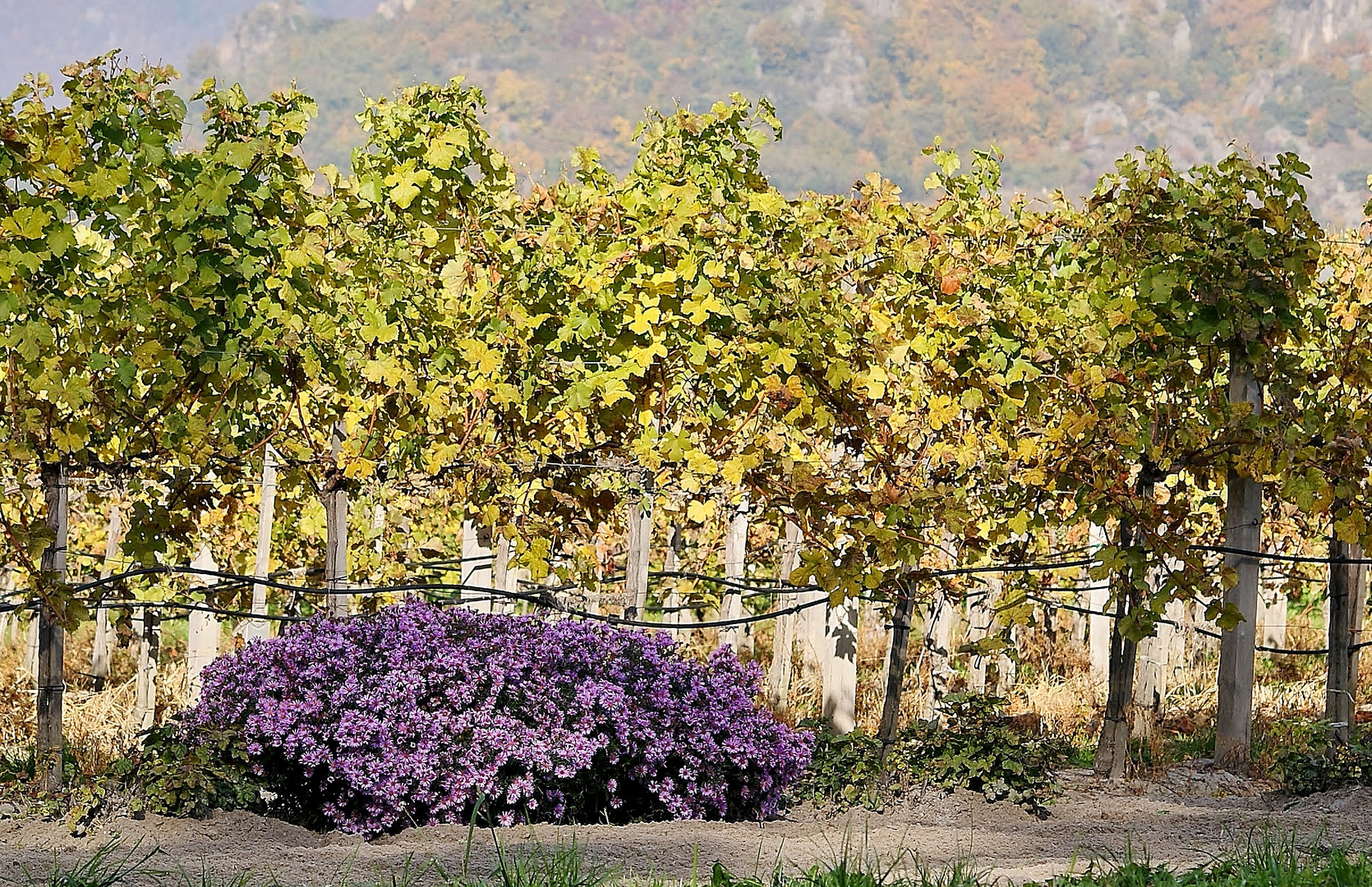 Blumen und Wein